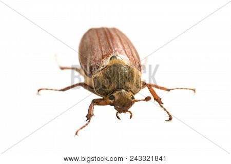 May Bug Or Cockchafer