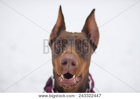 Dog On A White Background. Portrait And Emotions