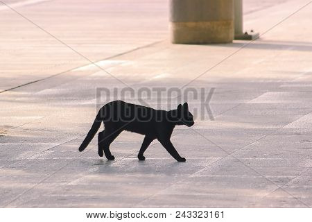 Stray Field Cats Walking Around At Road