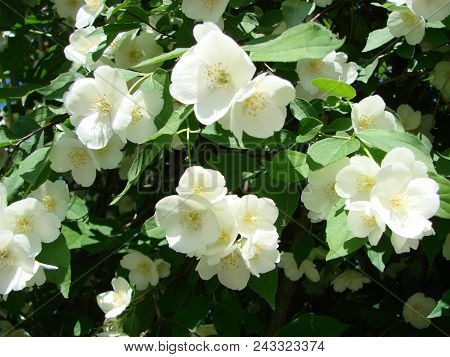 Jasmine, Yasmine Is A Genus Of Shrubs And Vineyards In An Olive Family Oleaceae . The Honey Bee Coll