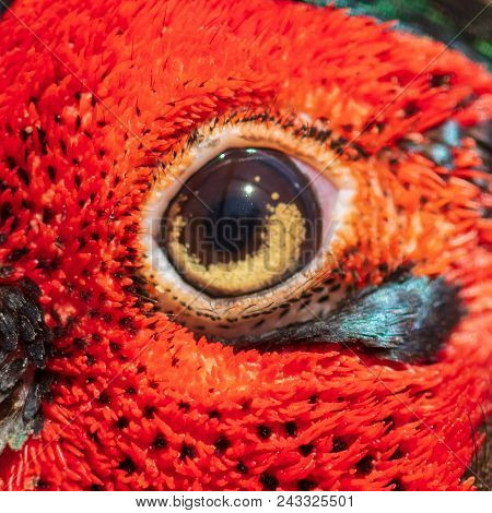 The Eye Of A Male Pheasant As A Background. Macro
