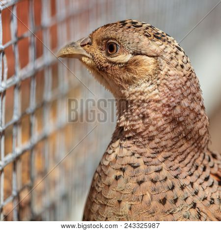 Portrait Of A Pheasant In The Park .