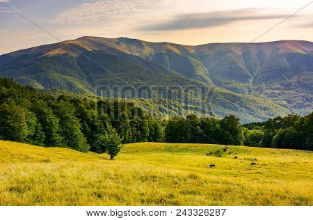 Cattle Of Cow Grazing At The Foot Of Apetska Mountain. Wide Grassy Meadow On Hillside Surrounded Wit