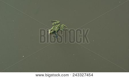 Frog Floating In Green Water Of Swamp, Shadows Of Fish