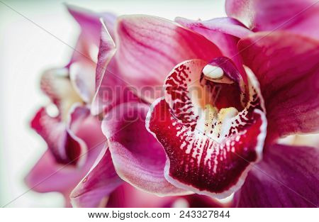 Orchid Flower - Cymbidium Genus. A Closeup Image Focusing On The Column And The Bright Labellum.