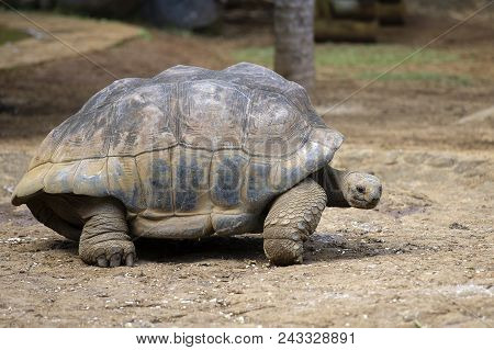 Giant Turtles, Dipsochelys Gigantea In Tropical Island Mauritius , Close Up