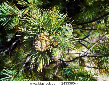 Two Small Green Siberian Cedar Cones On The Branch With Bright Long Green Needles With Cobweb. Augus