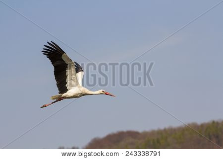 Elegant Beautiful White Stork Bird With Spread Wings, Black Tail And Long Legs Flying High In The Cl
