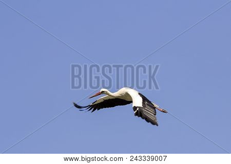 Elegant Beautiful White Stork Bird With Spread Wings, Black Tail And Long Legs Flying High In The Cl
