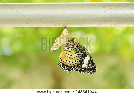 Butterfly Metamorphosis From Cocoon And Prepare To Flying On Aluminum Clothes Line In Garden