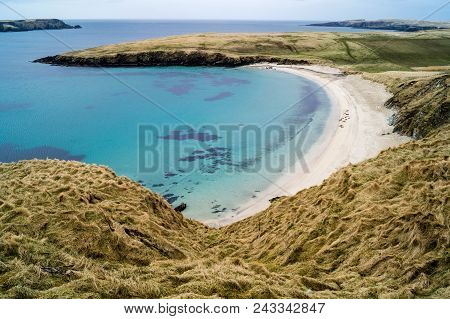 Seals In A Bay Of Shetland Islands Next To Lerwick In Scotland