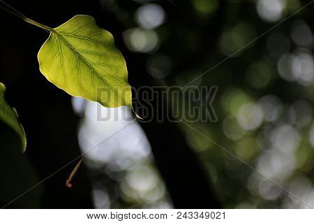 Bodhi Leaf On Black Background / Bodhi Leave,blur Focus.