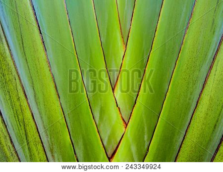 Texture On Body Of Traveler's Palm, Ravenala Banana