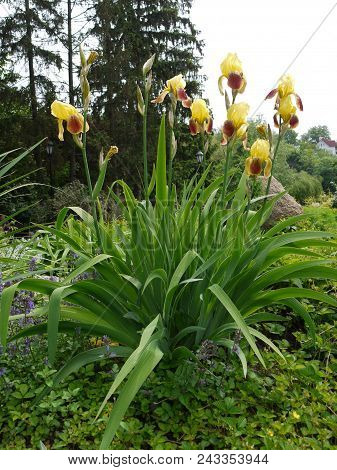 Uicy Green Leaves Of Blossoming Yellow Flowers On A Beautiful Flower Bed