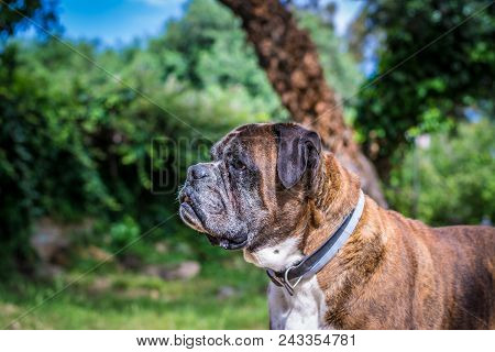 Closeup Of Geman Boxer Dog Head