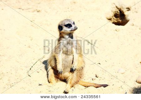 Meerkat divertente