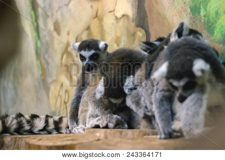 A Huddle Of Ring Tailed Lemurs Sleeping Together