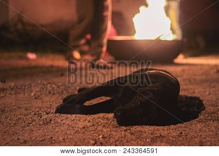 Homeless Dog With Sadness In His Eyes Lies On The Ground Near Campfire