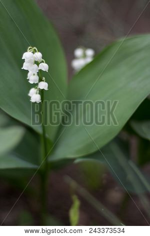 Lilies Of The Valley, Spring. White Lilies Of The Valley