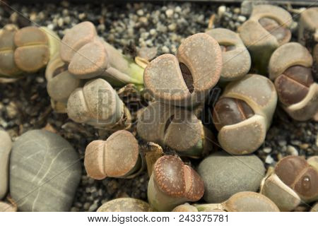 The Group Of Lithops, A Kind Of Desert Plant