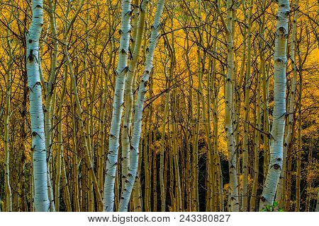 Golden Delight: Aspen Trees With Orange Leaves During Fall In Gunnison Nation Forrest, Colorado
