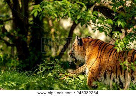 A Tiger Chasing Through Its Wilderness At Sunshine
