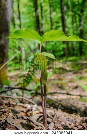 Single Jack In The Pulpit Bloom In The Smoky Mountains Of Tennessee