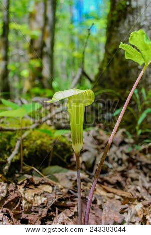 Jack In The Pulpit Bloom In The Smoky Mountains Of Tennessee