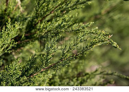 Green Thuya. Background Thuya. Tree Texture. Thuya