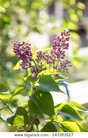 Lilac Violet In The Setting Sun. Purple Lilacs In The Rays Of The Setting Sun