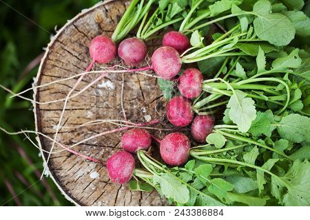 Bunch Of Fresh Radishes On The Birch Stumb. Vegetable Harvesting On A Farm In Russia. Country Lifest