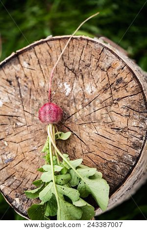 Fresh Radish On The Birch Stumb. Vegetable Harvesting On A Farm In Russia. Country Lifestyle Potogra
