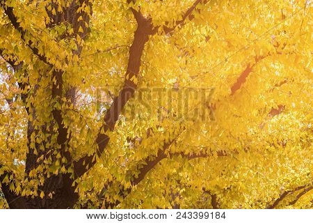 Yellow Ginko Leaves On Tree During Autumn Season, Natural Landscape Background