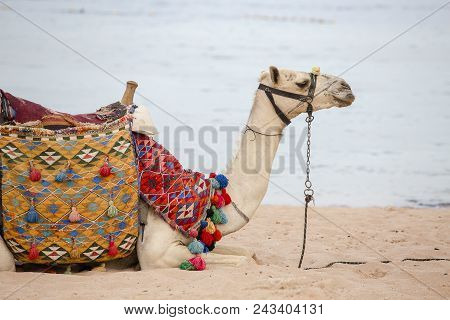 Muzzle Camel Near Red Sea On The Beach In Sharm El Sheikh, Close Up. Animal In Egypt.
