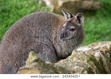 Forest Wallaby Wildlife Diprotodontia Macropoidae In Sunlgiht In Woodland With Yound Joey In Pouch