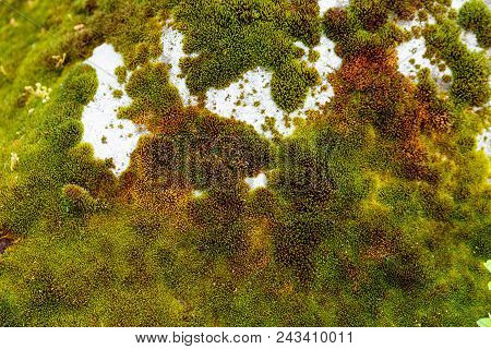 Rocck With Different Moos Sttructures In Differend Shades Of Green