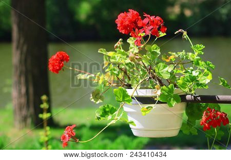 Red Geranium Close Up In The Pot In The Garden Near The Water