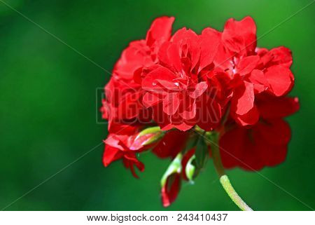 Red Geranium Close Up In The Garden With Green Background