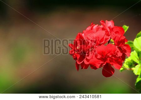 Red Geranium Close Up In The Garden With Dark  Background