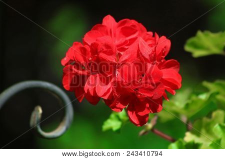 Red Geranium Close Up In The Garden With Green Background