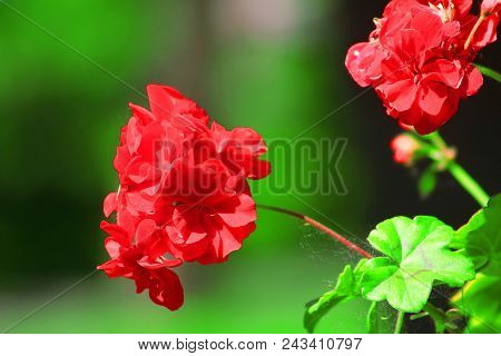 Red Geranium Close Up In The Garden With Green Background