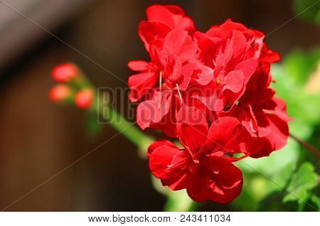 Red Geranium Close Up In The Garden With Dark And Green Background