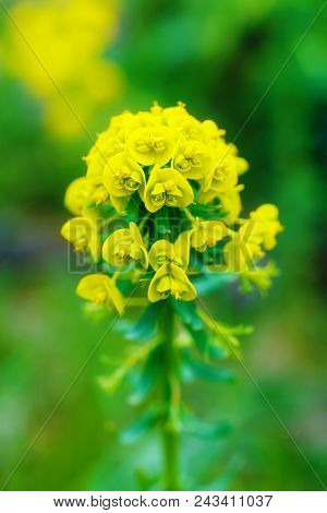 Closeup Detail Of Meadow Flower - Wild Healing Herb -tithymalus Amygdaloides