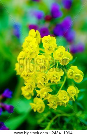 Closeup Detail Of Meadow Flower - Wild Healing Herb -tithymalus Amygdaloides