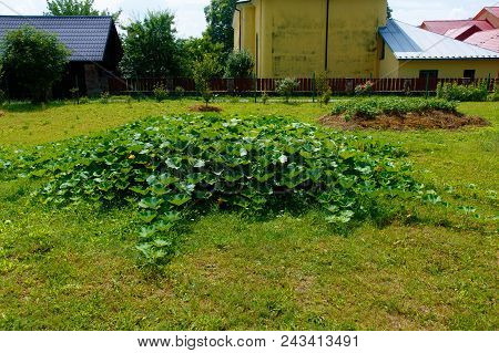 Hokkaido Pumpkin Plants On Straw Bet In Permaculture Garden