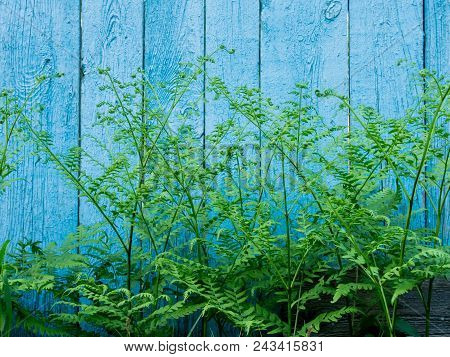A Green Plant Against The Background Of An Old, Wooden, Shabby Wall With Rays Of The Sun.