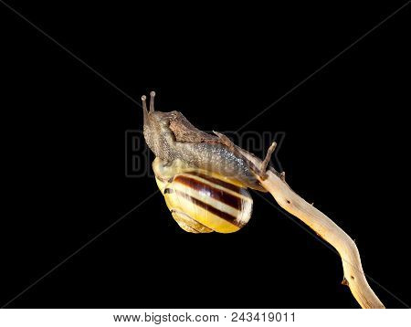 Striped Forest Snail, Cepaea Nemoralis Sits On The Branch