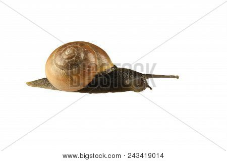 Forest Snail, Cepaea Nemoralis On A White Background