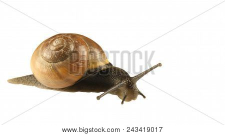 Forest Snail, Cepaea Nemoralis On A White Background