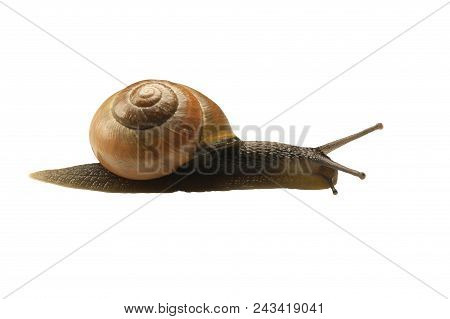 Forest Snail, Cepaea Nemoralis On A White Background